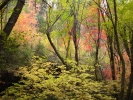 PICTURES/Oak Creek Canyon In October/t_Colored Foliage1.jpg